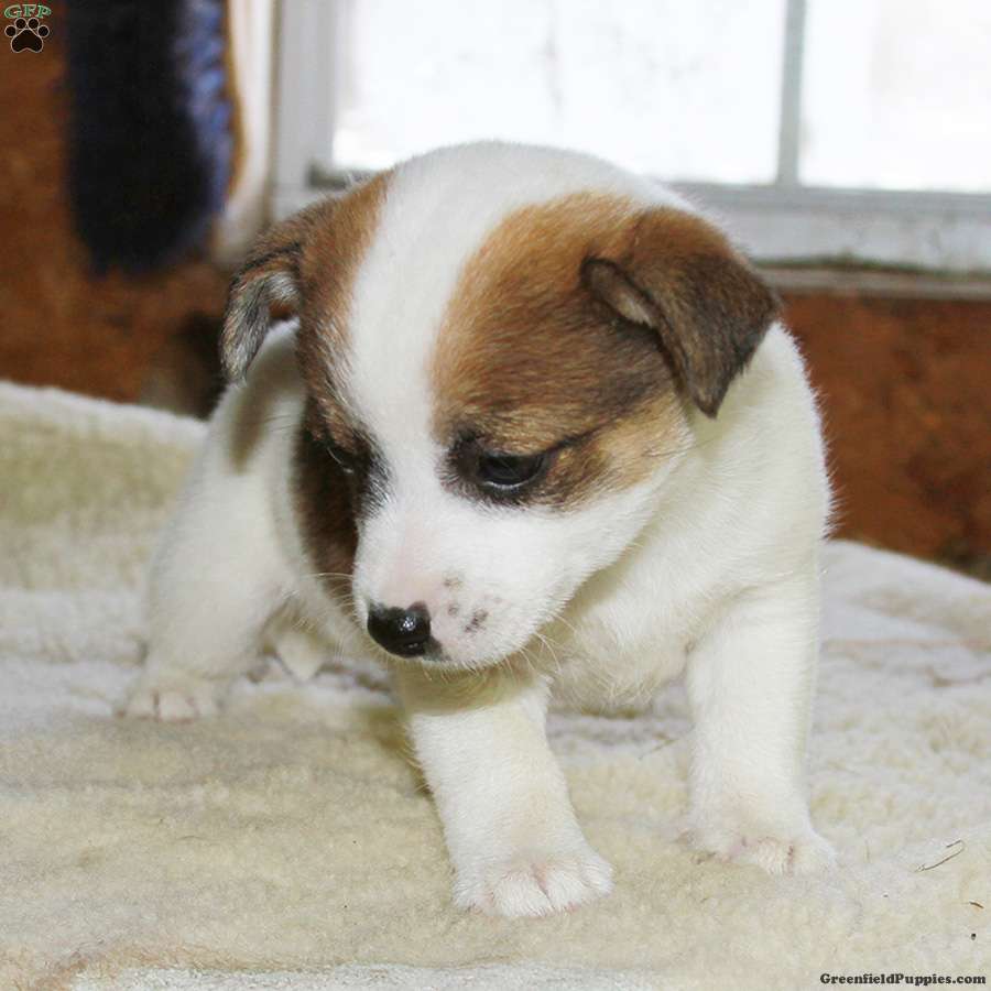 Jack a ranian hot sale puppies for sale